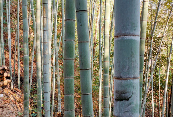 Ningguo Kuntai Bambu e Madeira Co., Ltd.