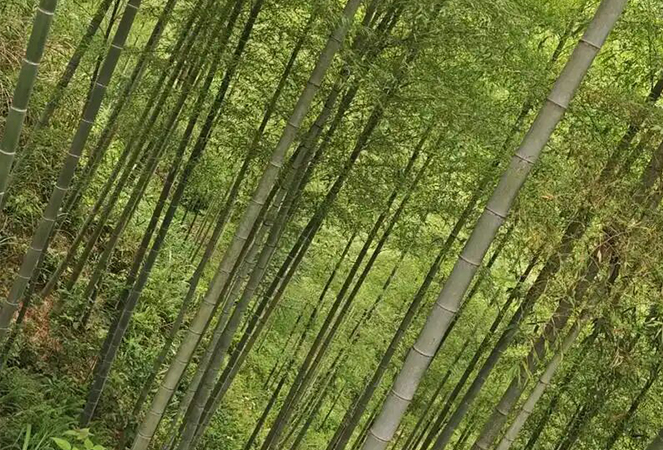 Ningguo Kuntai Bambu e Madeira Co., Ltd.